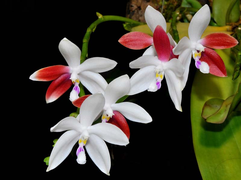 Phalaenopsis_tetraspis 'C#1'_MG_cd