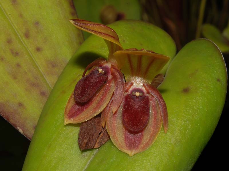 Pleurothallis_bivalvis_WS_cd