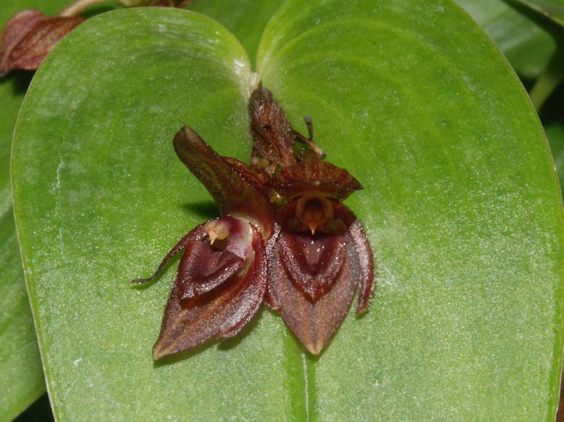 Pleurothallis_blepharopetala_WS_cd