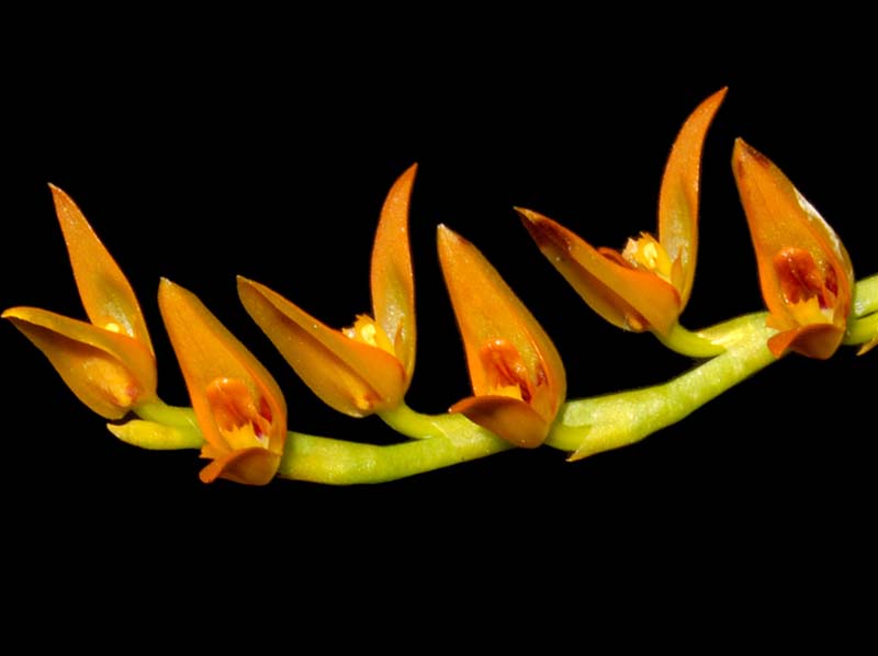 Pleurothallis_crocea_ws_cd