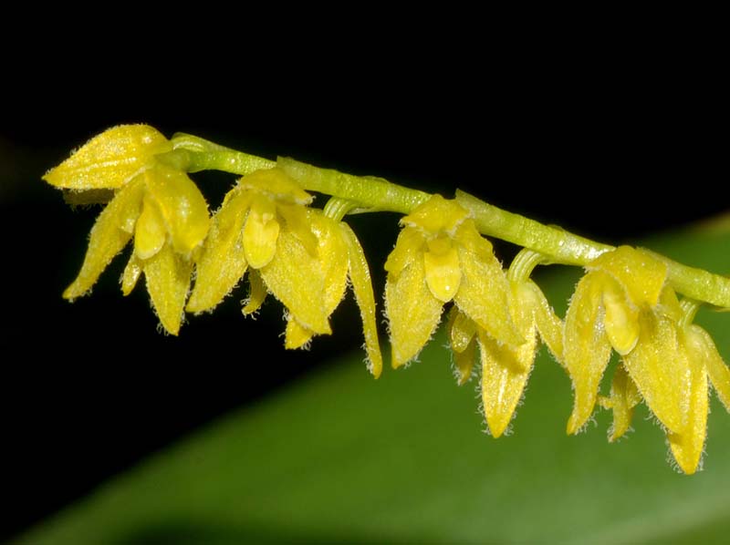 Pleurothallis_gelida_ws_cd