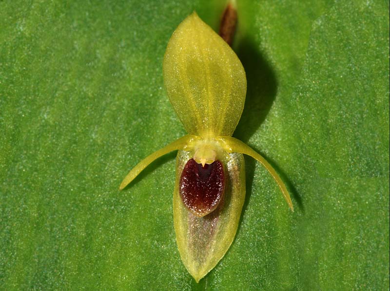 Pleurothallis_geographica_WS_cd