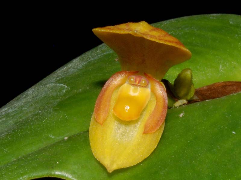 Pleurothallis_hitchcockii_WS_cd