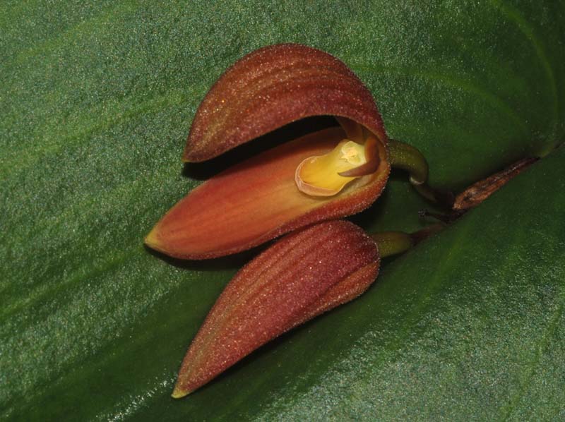 Pleurothallis_lunaris_ws_cd