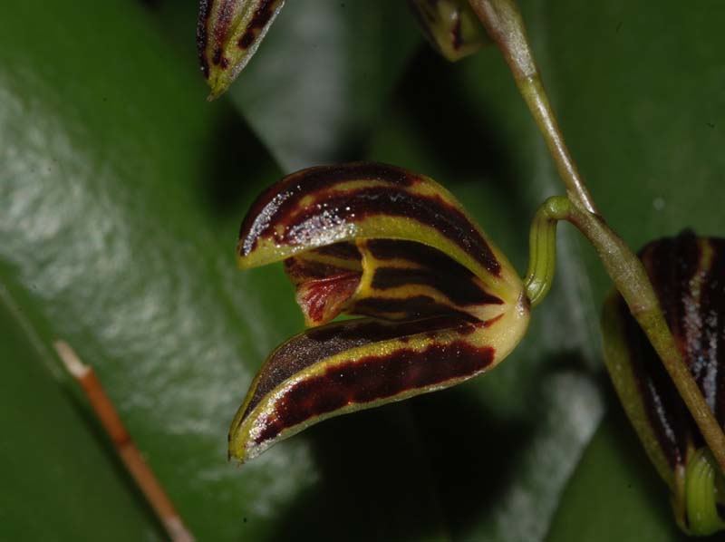 Pleurothallis_macrantha_WS_cd