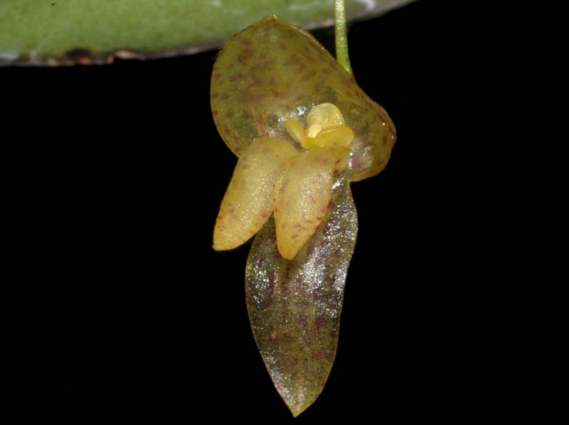 Pleurothallis_megalotis_ws_cd