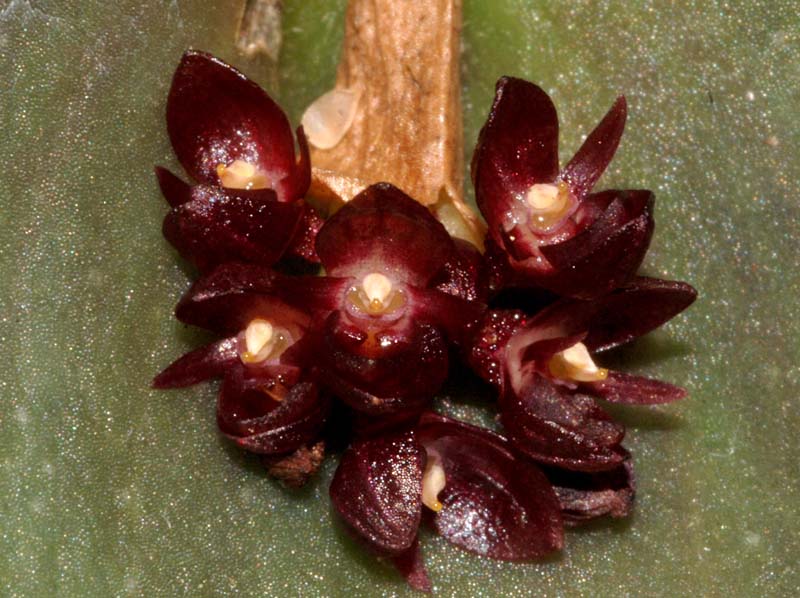 Pleurothallis_nipterophylla_ws_cd