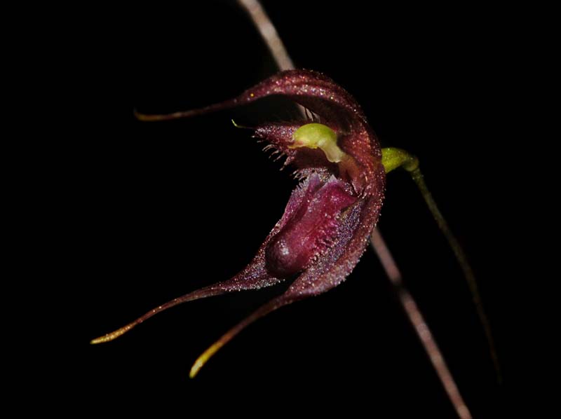 Pleurothallis_perangusta2_WS_cd