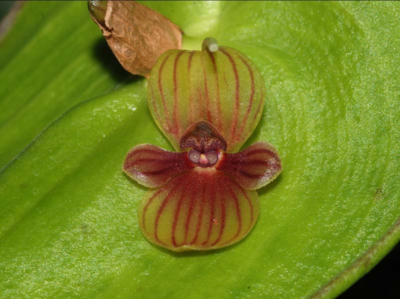 Pleurothallis_perryi_WS_cd