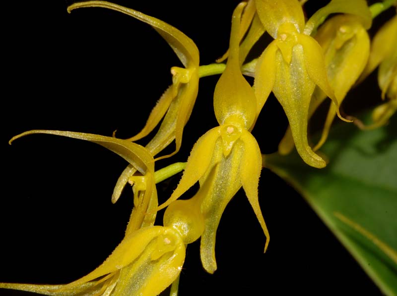 Pleurothallis_phalangifera_ws_cd