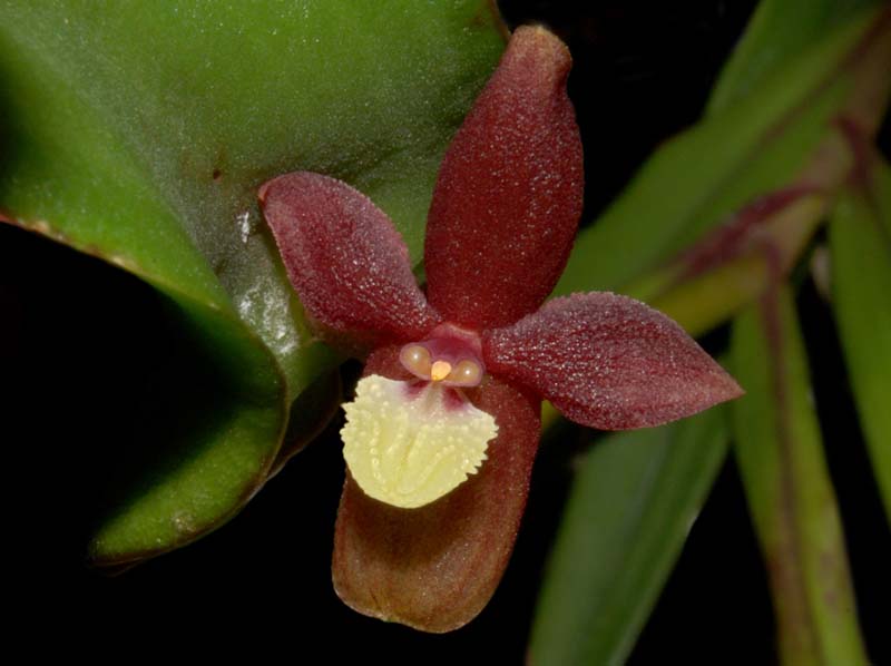 Pleurothallis_piraquarensis_WS_cd