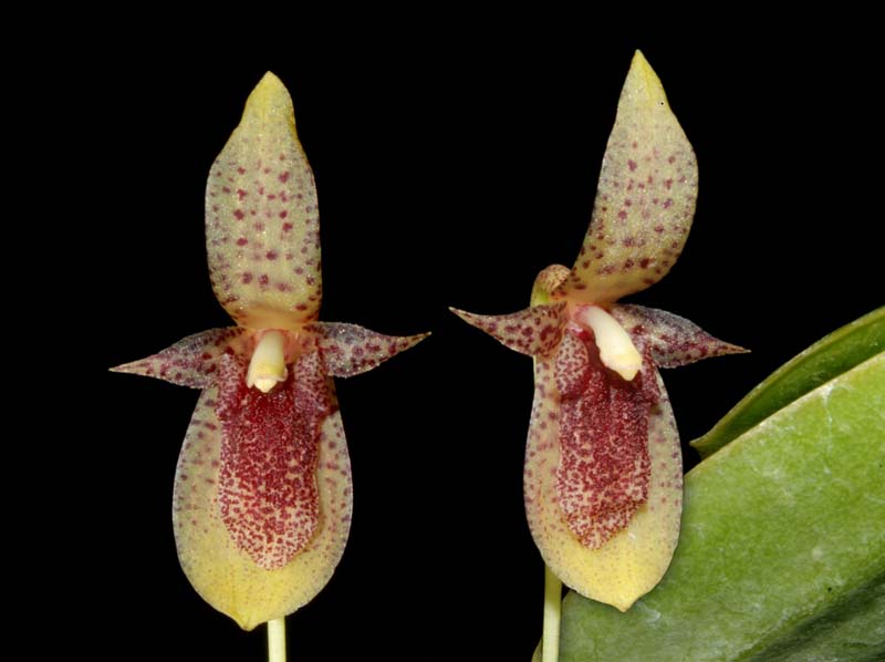 Pleurothallis_punctulata_WS_cd