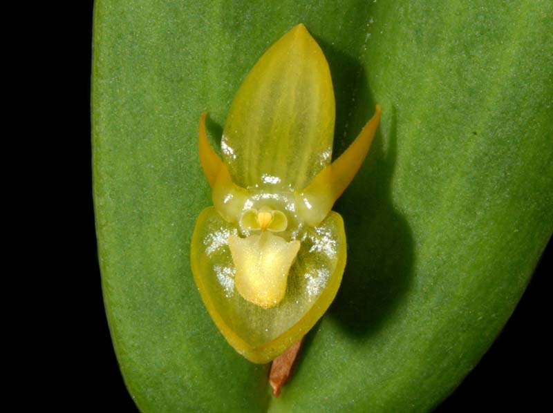 Pleurothallis_ripleyi_WS_cd