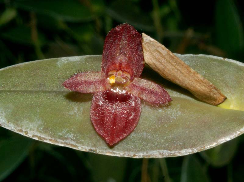 Pleurothallis_rubroinversa_WS_cd