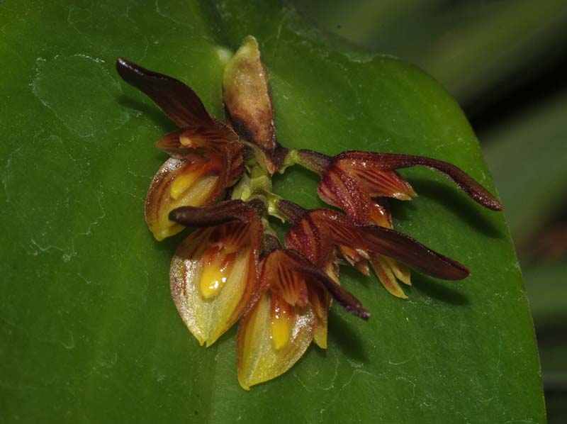 Pleurothallis_sicaria_WS_cd