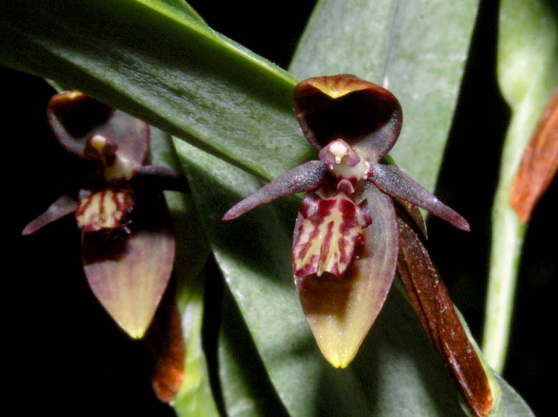 Pleurothallis_talpinaria_purple_WS_cd