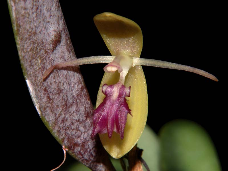 Pleurothallis_talpinaria_ws_cd