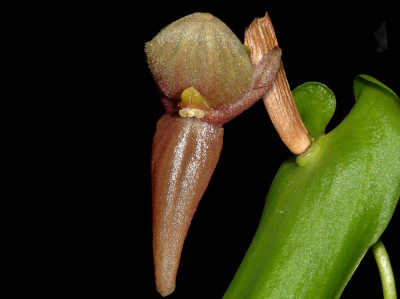 Pleurothallis_valladolidensis_WS_cd