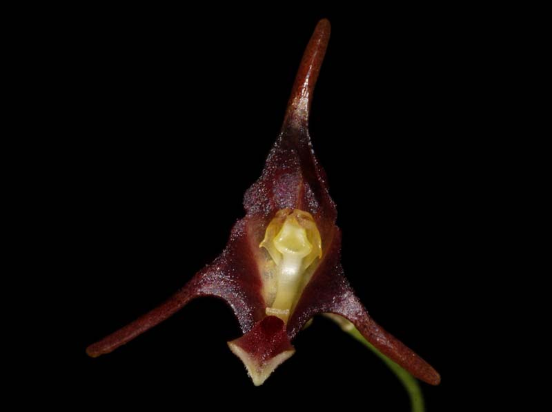 Porroglossum_porphyreum_ws_cd