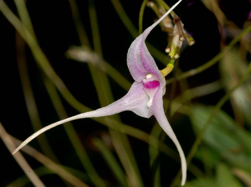 Porroglossum_sergei_ws_cd