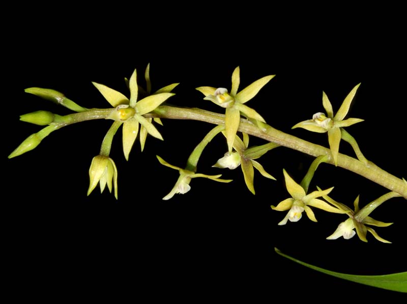 Prosthechea_grammatoglossa_ws_cd