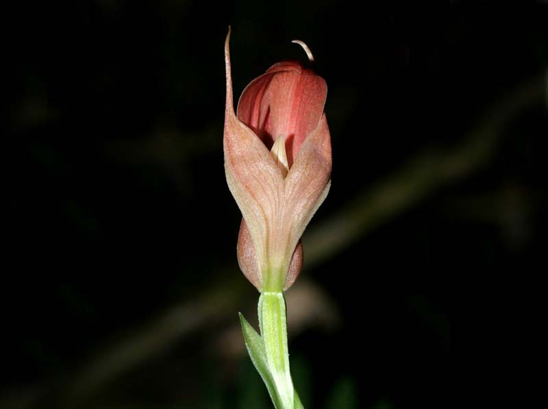 Pterostylis_papuana_AlesDvorak_cd