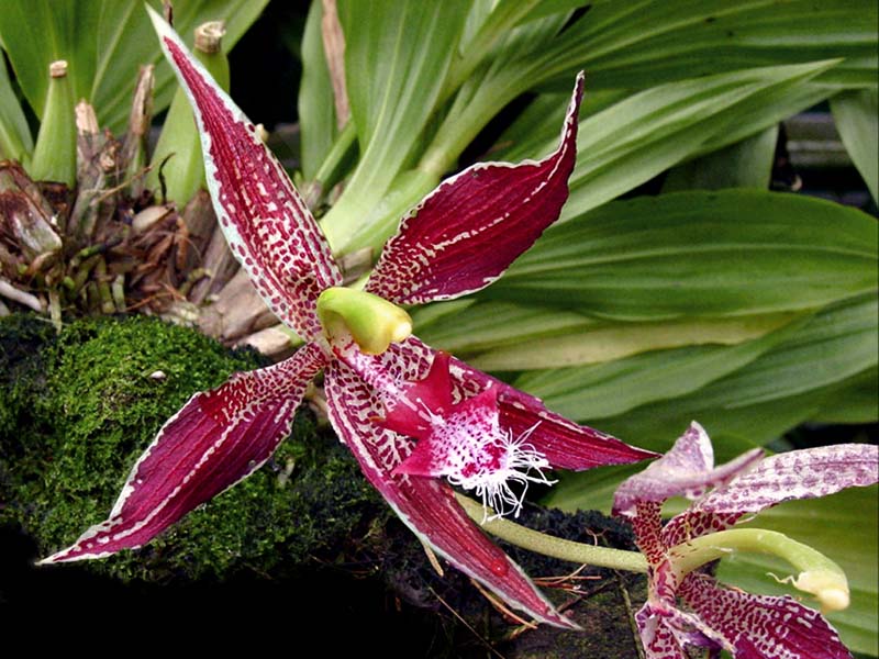 paphinia_neudeckeri_cd