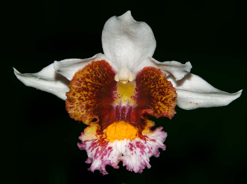 phaius_schlechteri_ws_cd