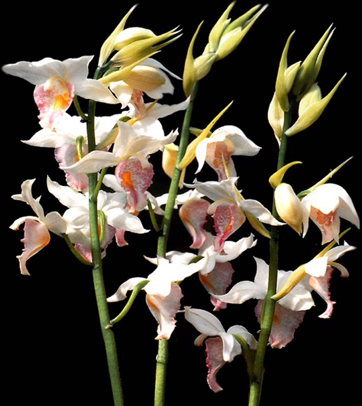 phaius_steinhardtiana_cd