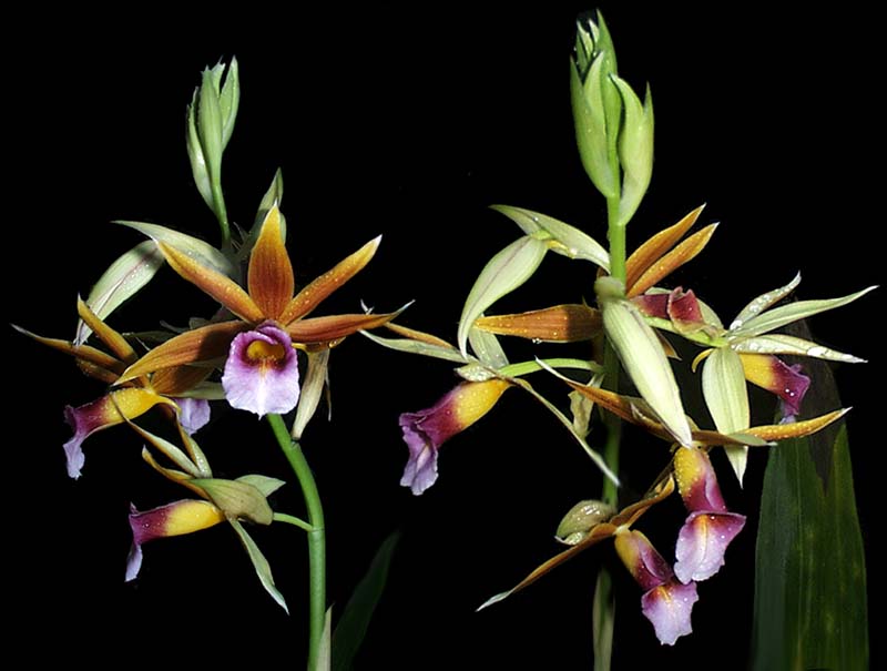 phaius_tankervilliae_cd