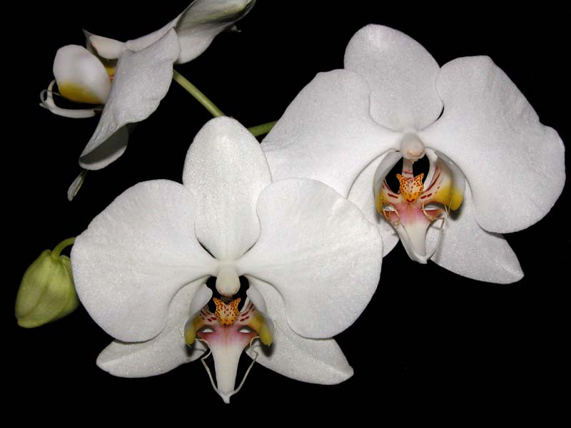 phalaenopsis_amabile_cd