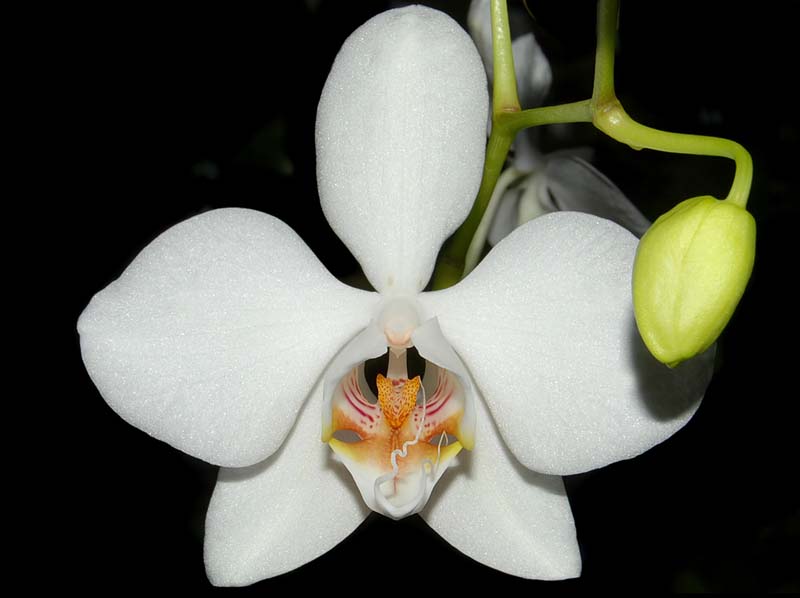 phalaenopsis_amabile_ws_cd