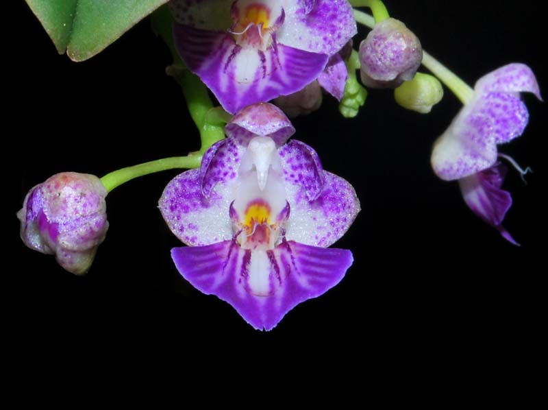 phalaenopsis_appendiculata_MG_cd