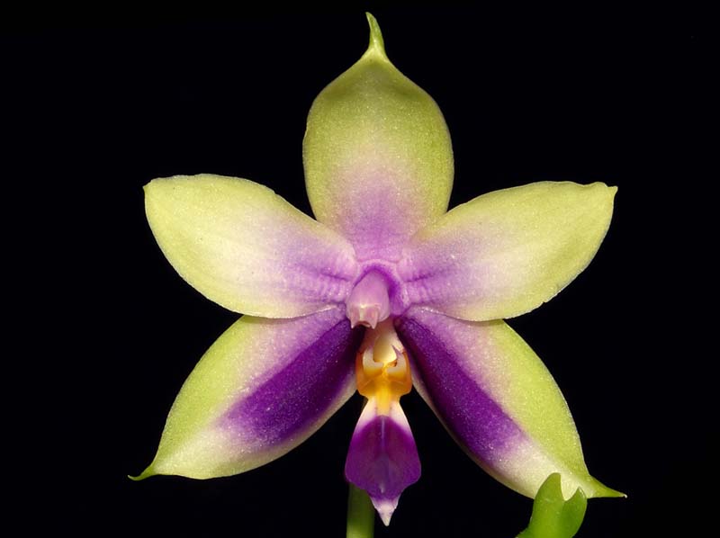 phalaenopsis_bellina_WS_cd