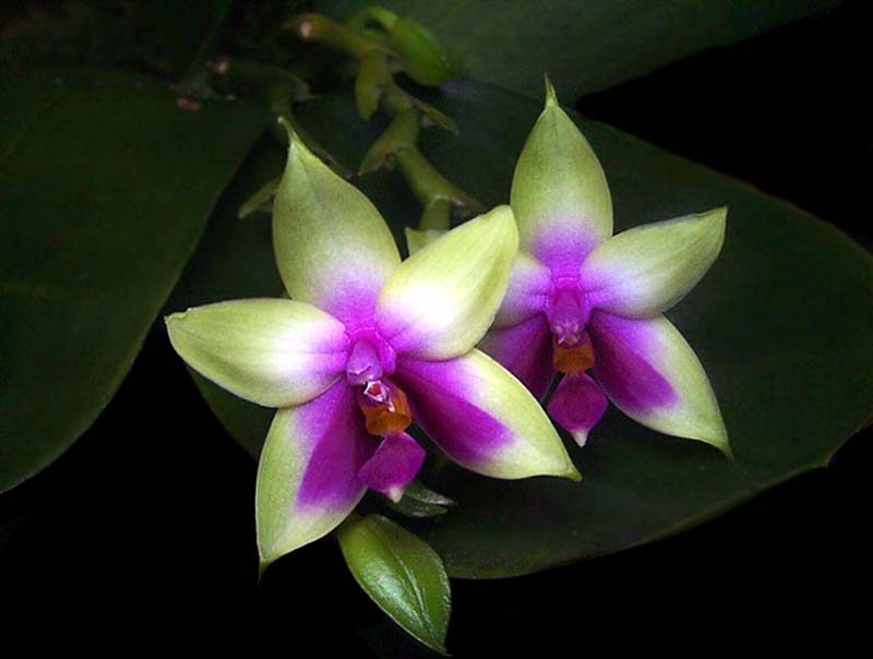 phalaenopsis_bellina_cd