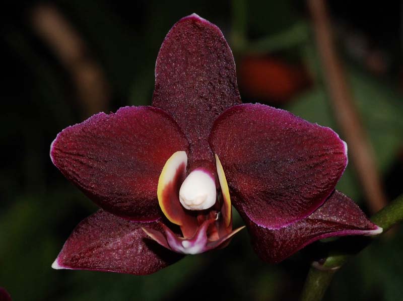 phalaenopsis_blackjack_ip_cd