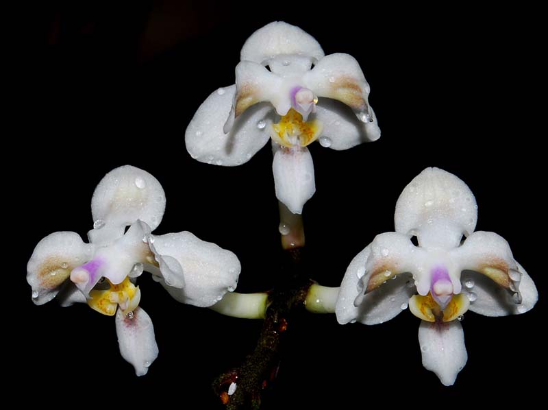 phalaenopsis_celebensis_MG_cd