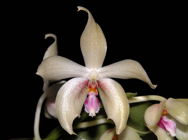 phalaenopsis_fimbriata_ws_cd