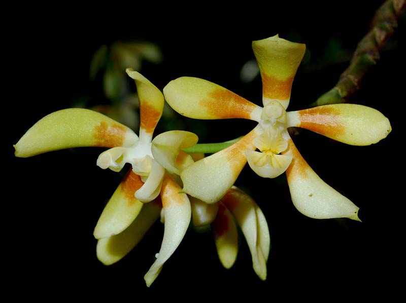 phalaenopsis_fuscata_MG_cd