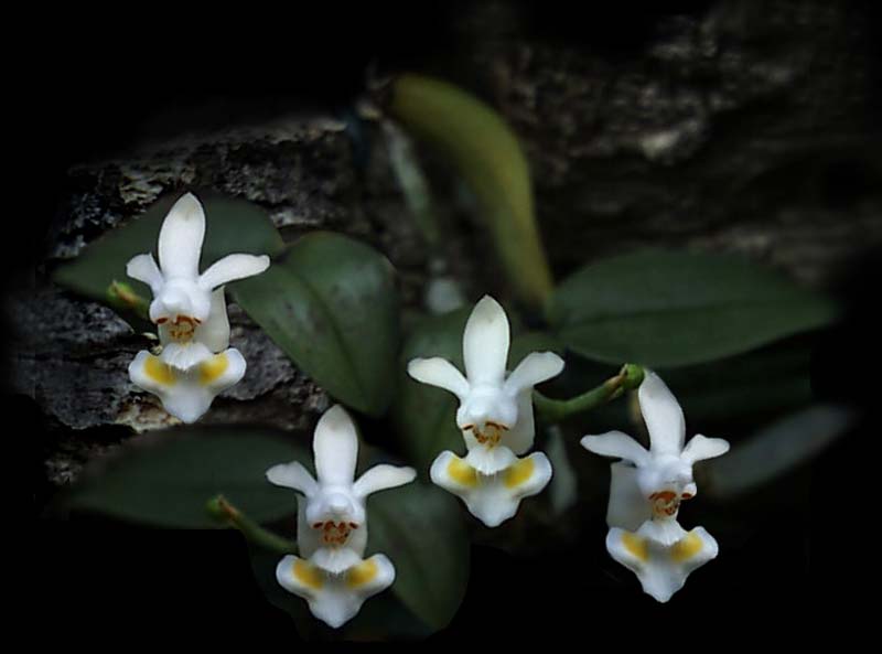 phalaenopsis_gibbosa_cd