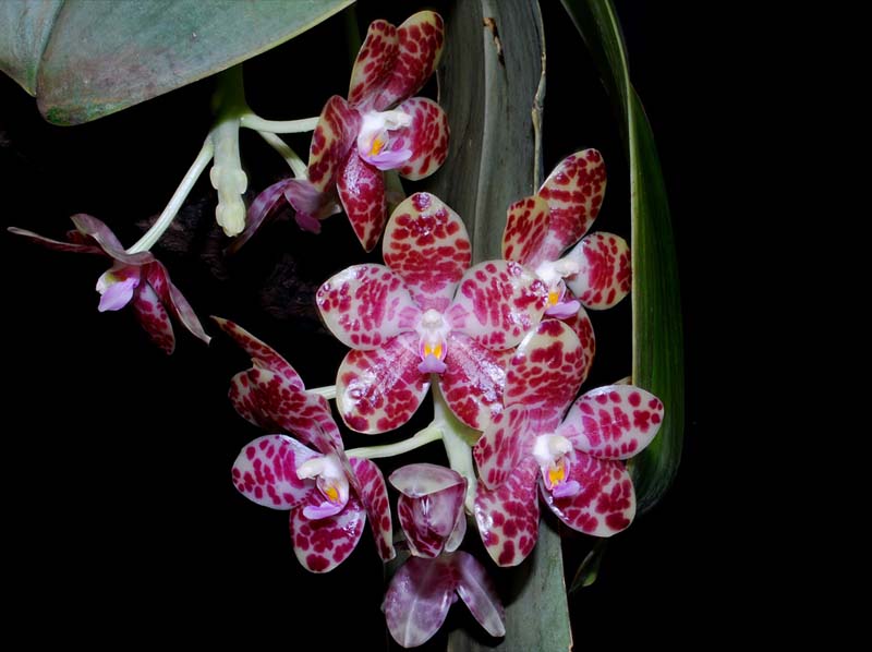 phalaenopsis_gigantea_MG_cd_cd