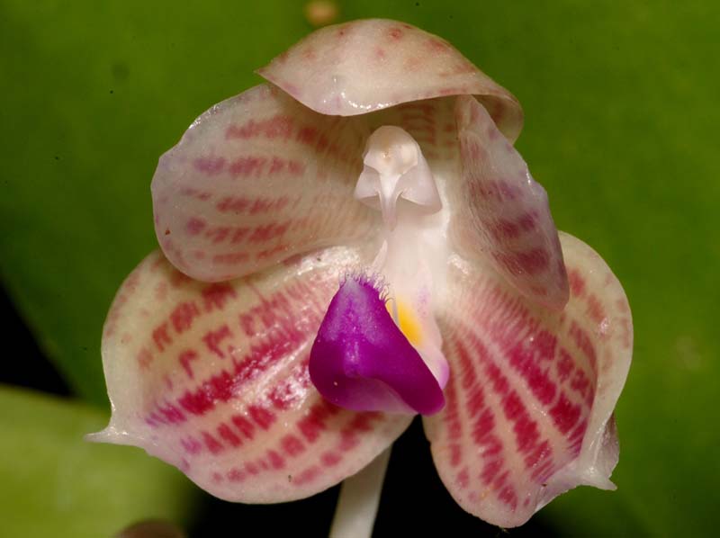 phalaenopsis_javanica_ws_cd