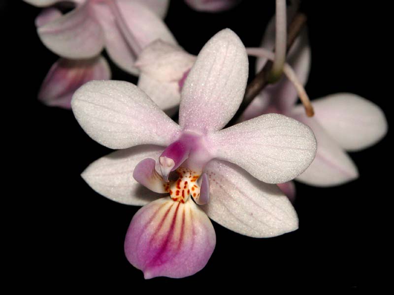 phalaenopsis_lindenii2_cd