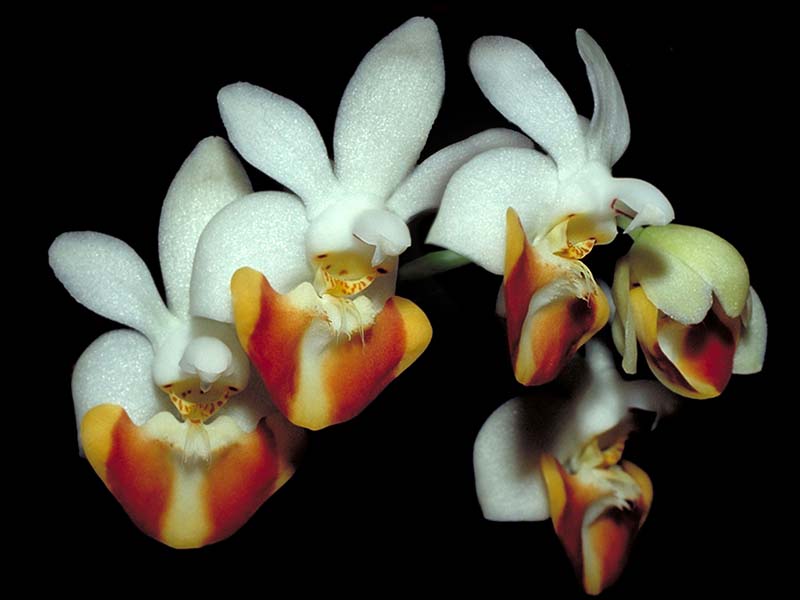 phalaenopsis_lobbii_cd