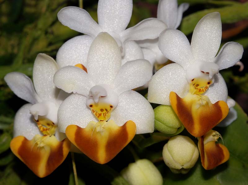 phalaenopsis_lobbii_flava2_ws_cd