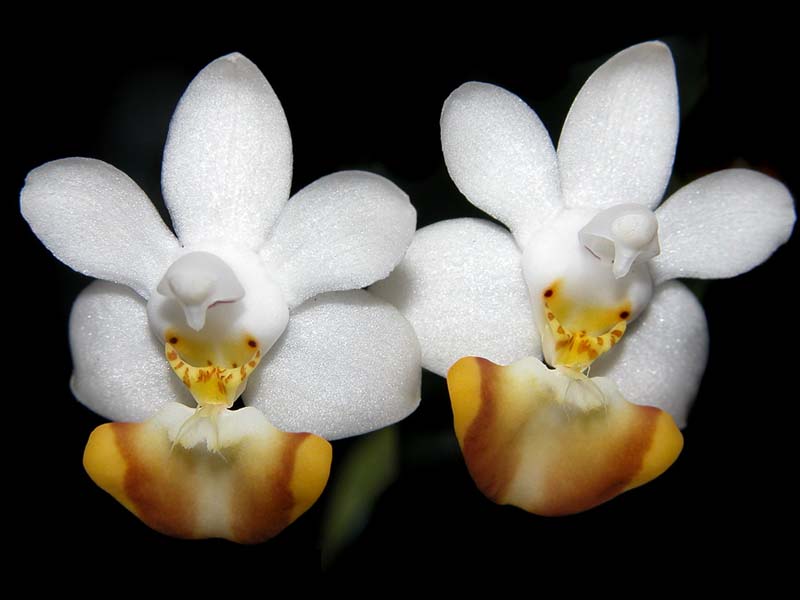 phalaenopsis_lobbii_flava_cd