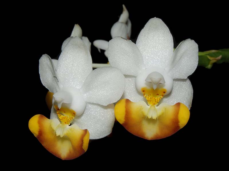 phalaenopsis_lobbii_flava_ws_cd