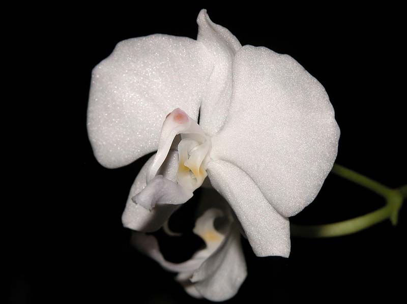 phalaenopsis_lowii_alba_ws_cd