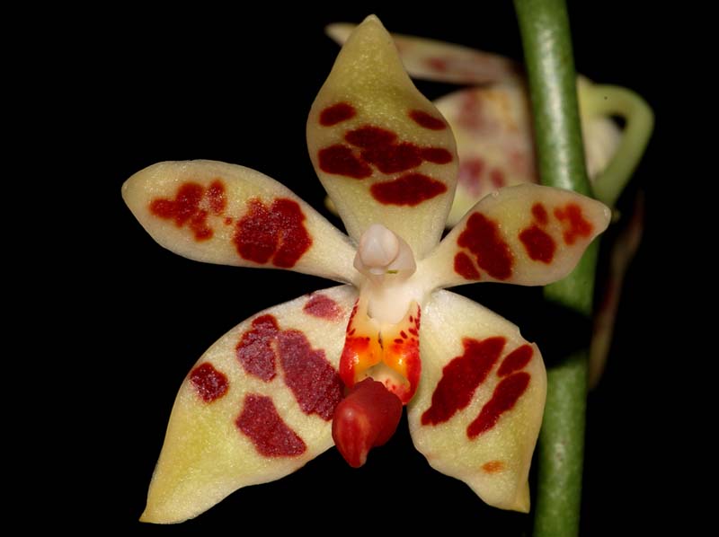 phalaenopsis_maculata_ws_cd