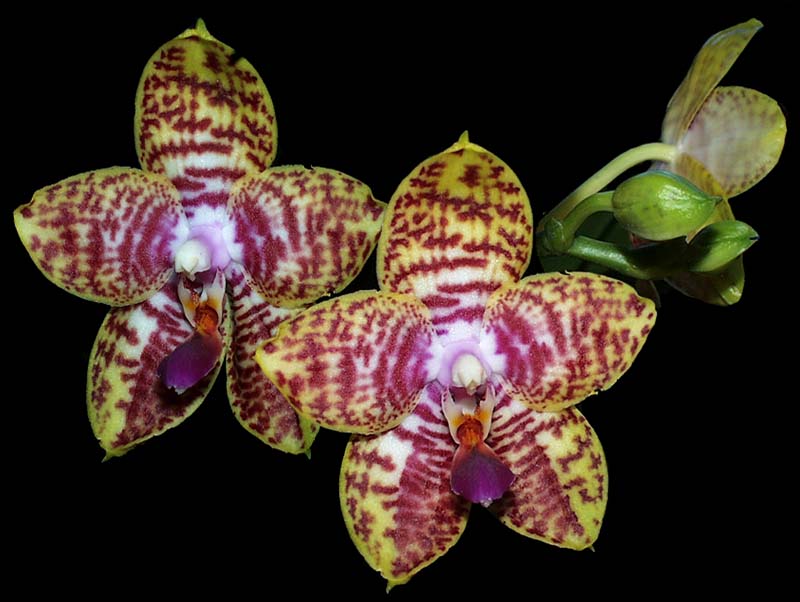 phalaenopsis_orchid_world_cd